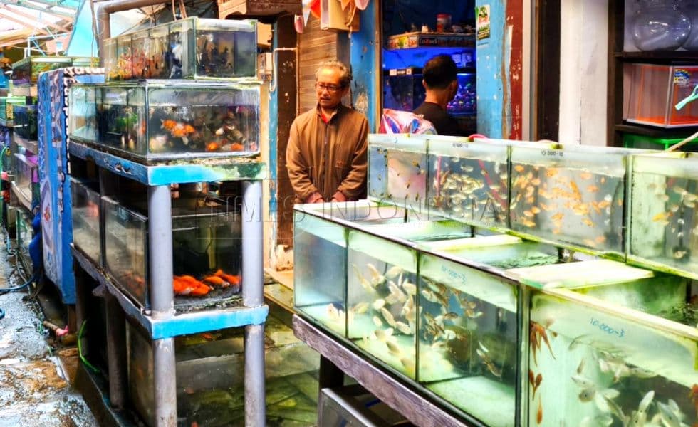 Pasar Ikan Hias Splendid Malang: Surga Pecinta Satwa di Jantung Kota